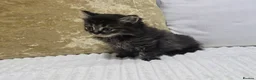 Domestic Shorthair cats for sale: Beautiful Litter of 8 Kittens –5 Females & 3 Males - Advert 16