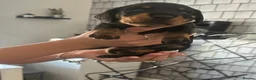 Dachshund dogs for sale: Dachshund puppies  - Advert 6