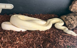 Boa Snake reptiles for sale: Two 2024 Boas with set ups.  in Sudbury - Image 3