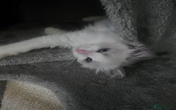 Ragdoll cats for sale: Stunning male Ragdoll kittens only 2 left - Image 26