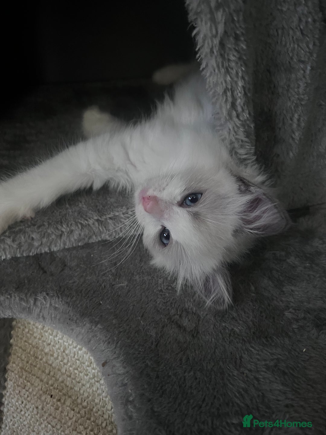 Ragdoll cats for sale: Stunning male Ragdoll kittens only 2 left - Image 26