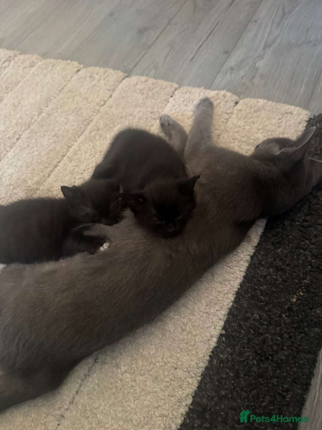 Mixed Breed cats for sale: 2 Kittens for Sale - Image 1