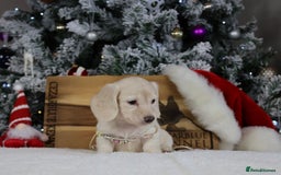 Miniature Dachshund dogs for sale: CREAM MINIATURE DACHSHUNDS CHAMPION PEDIGREE  - Image 8