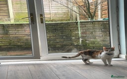Domestic Shorthair cats for sale: Dojah (Calico) Fessor/Professor (cow cat)  - Image 4