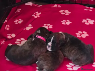 Boxer dogs 3 Brindle Puppies Available - Advert 1