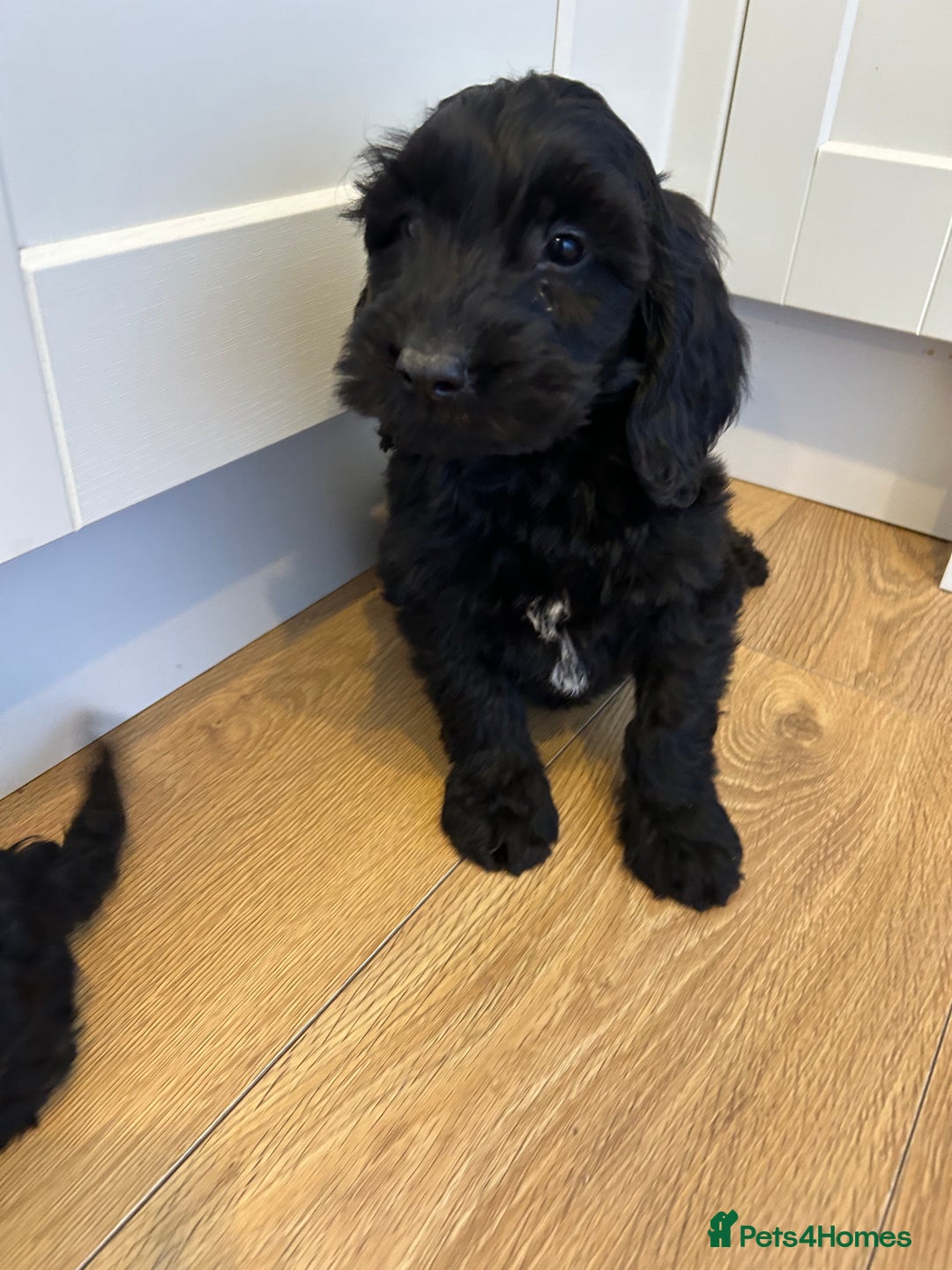 Cockapoo dogs for sale: Beautiful miniature Teddybear Cockapoo  puppies  - Image 27