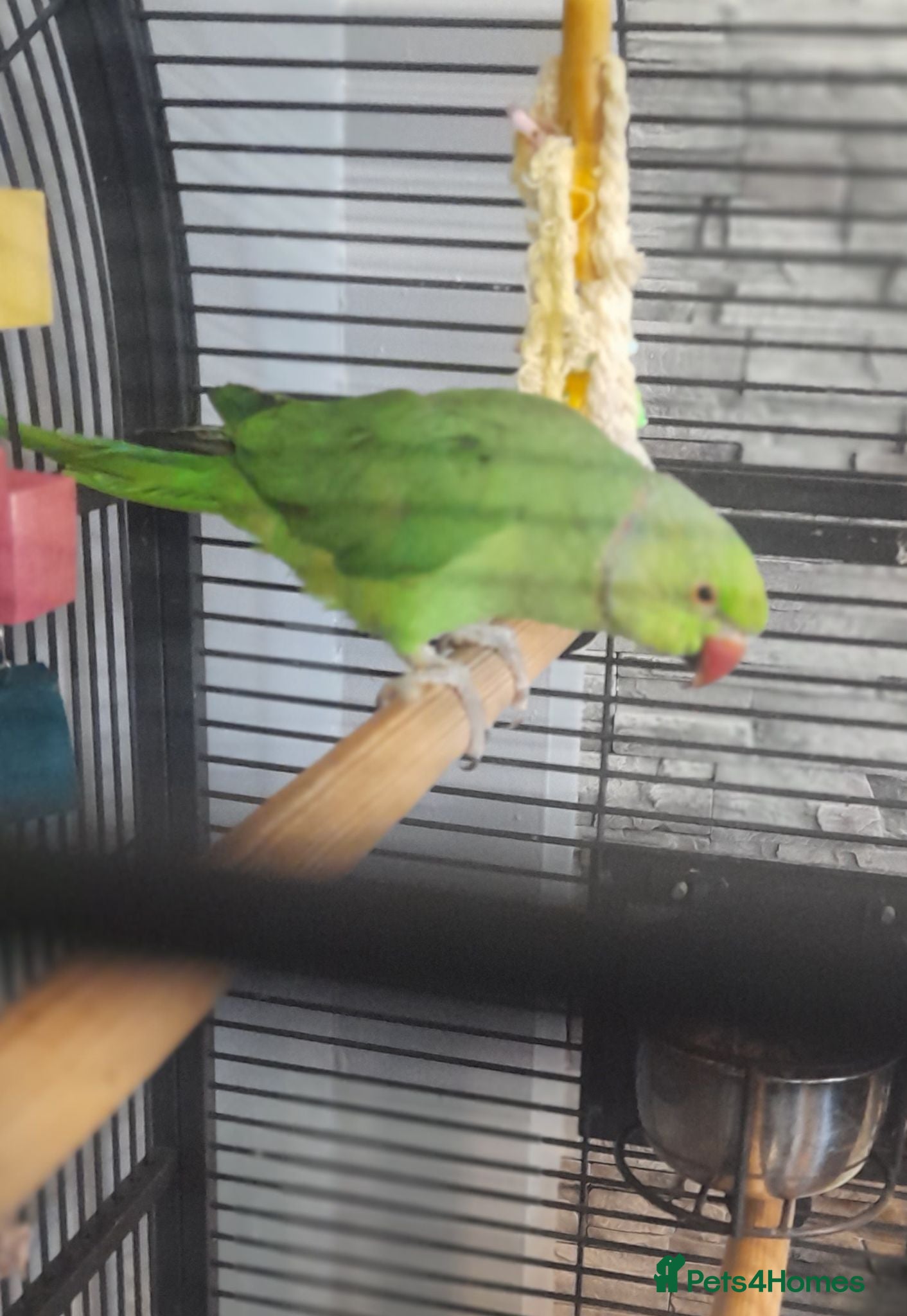 Parakeets birds Indian ringneck - Advert 3