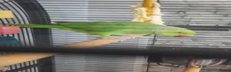 Parakeets birds for sale: Indian ringneck in Woking - Advert 1
