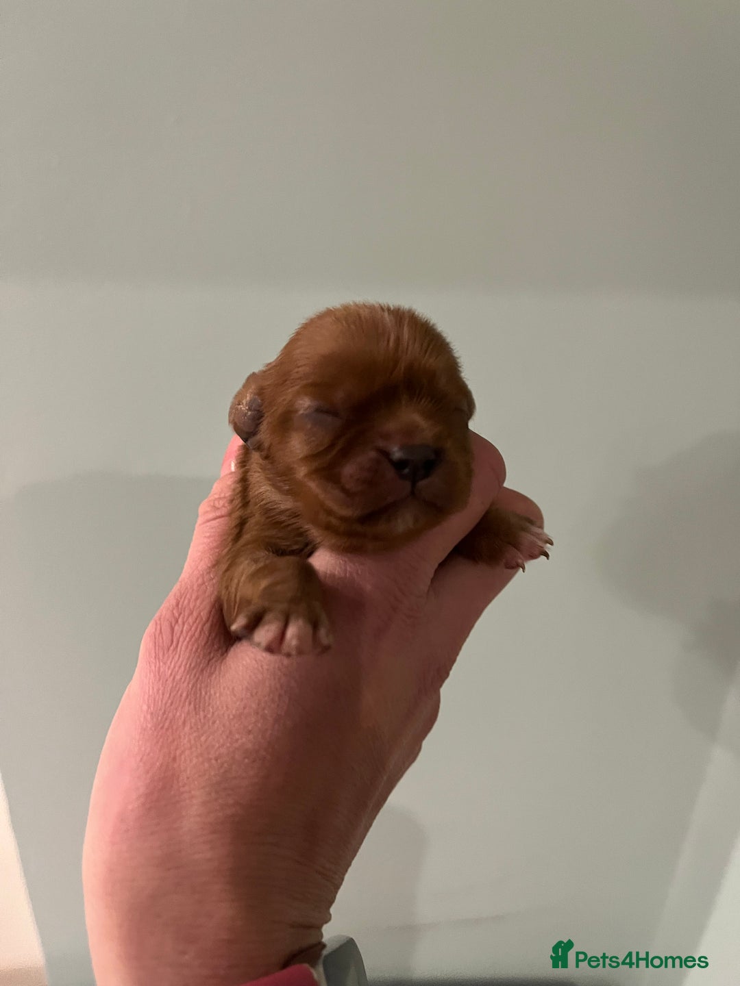 Cavalier King Charles Spaniel dogs for sale: Pure pedigree kc registered ruby cavaliers - Advert 6