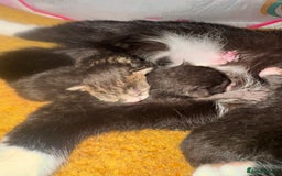 Mixed Breed cats for sale: 3x male kittens ready 26th October  - Image 6