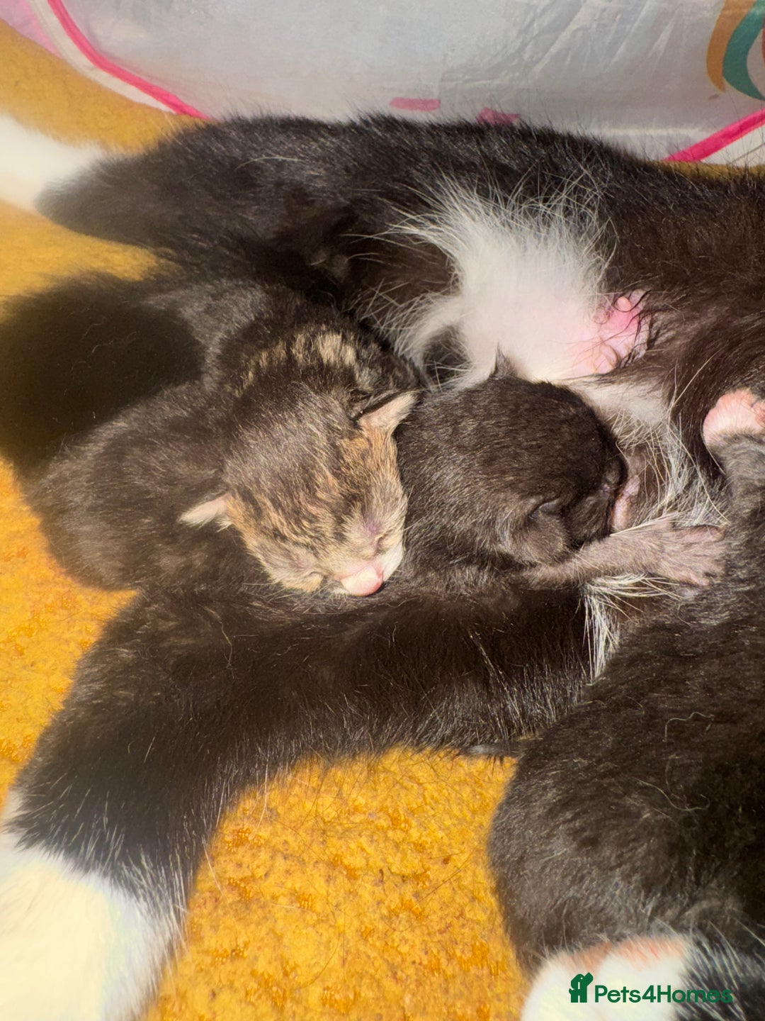 Mixed Breed cats for sale: 3x male kittens ready 26th October  - Image 6