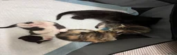 Mixed Breed cats for sale: Cute kittens - Advert 2