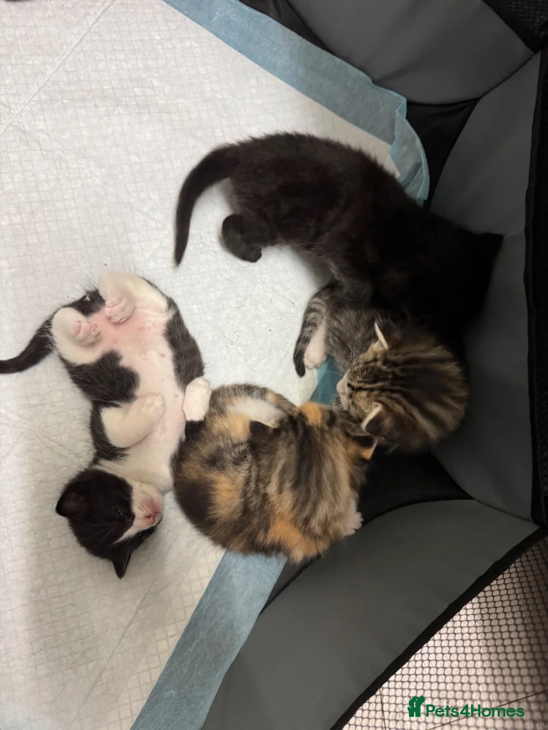 Mixed Breed cats for sale: Cute kittens - Advert 2