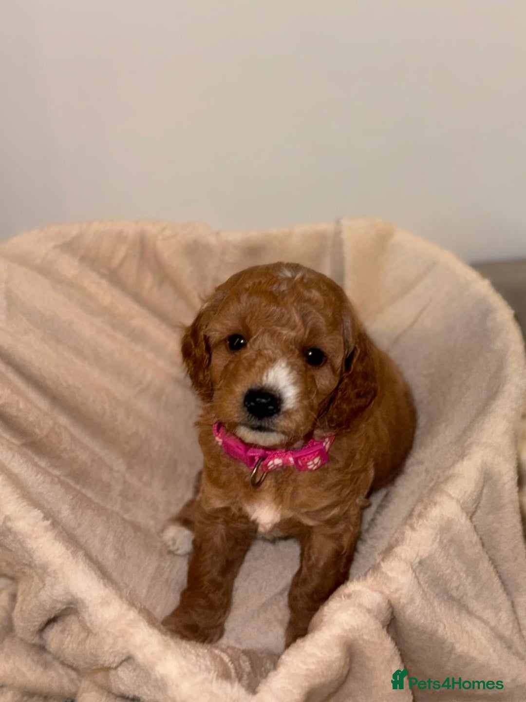 Cavapoochon dogs for sale: Cavapoochon Puppies –Ready Mid-October - Image 3