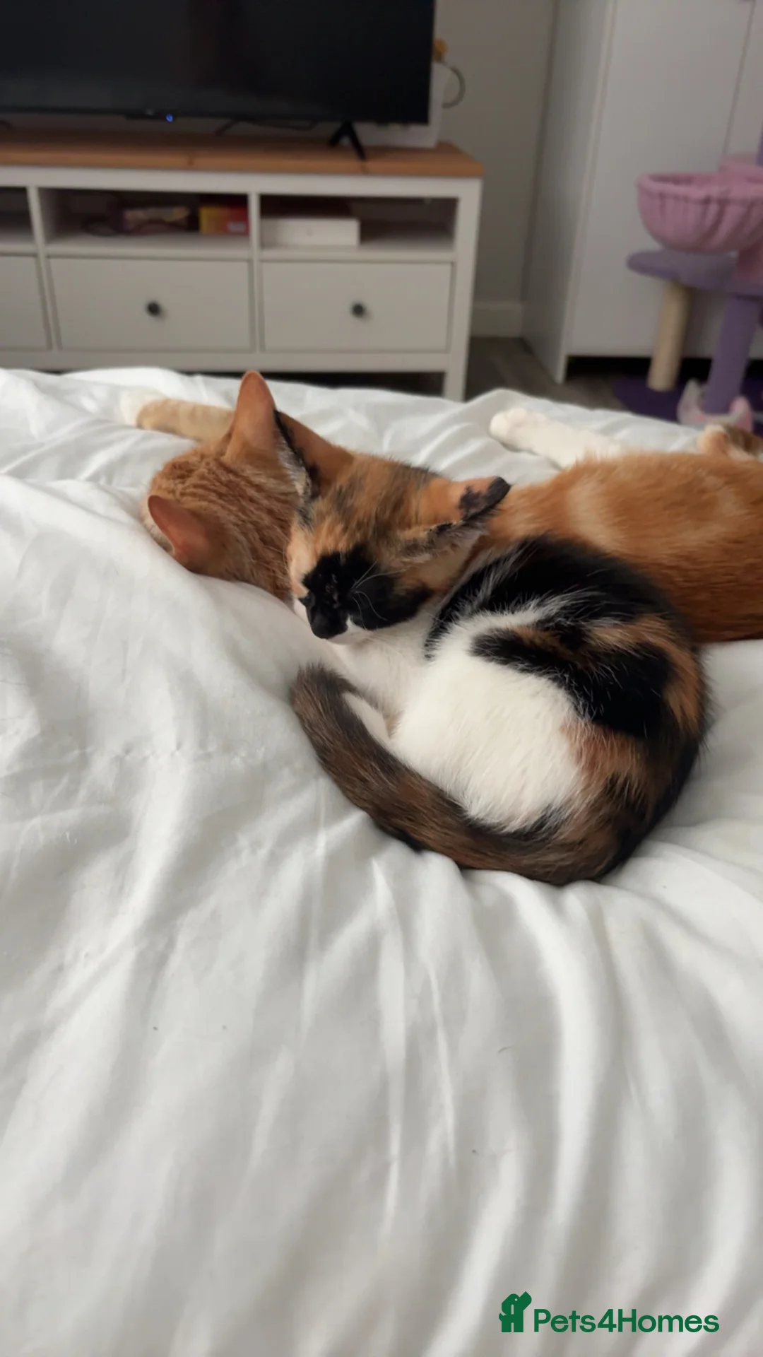 Domestic Shorthair cats for sale: Gorgeous calico kitten ready now - Advert 6
