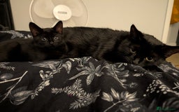 Mixed Breed cats for sale: Adorable girl kitten ready now 🖤🖤 - Image 7