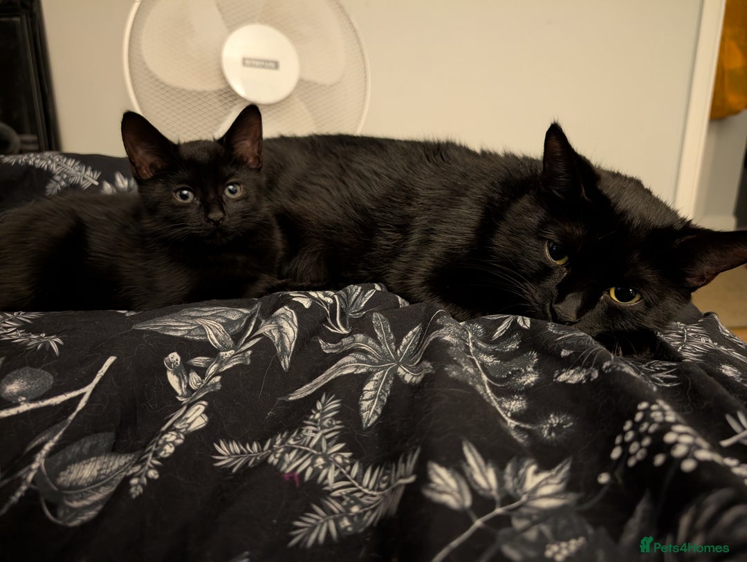 Mixed Breed cats for sale: Adorable girl kitten ready now 🖤🖤 - Image 7