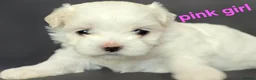 Maltese dogs for sale: ⭐️KC registered Maltese puppies⭐️ - Advert 14