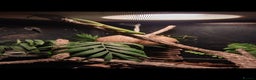 Gecko reptiles for sale: Madagascar giant day gecko.  - Advert 2