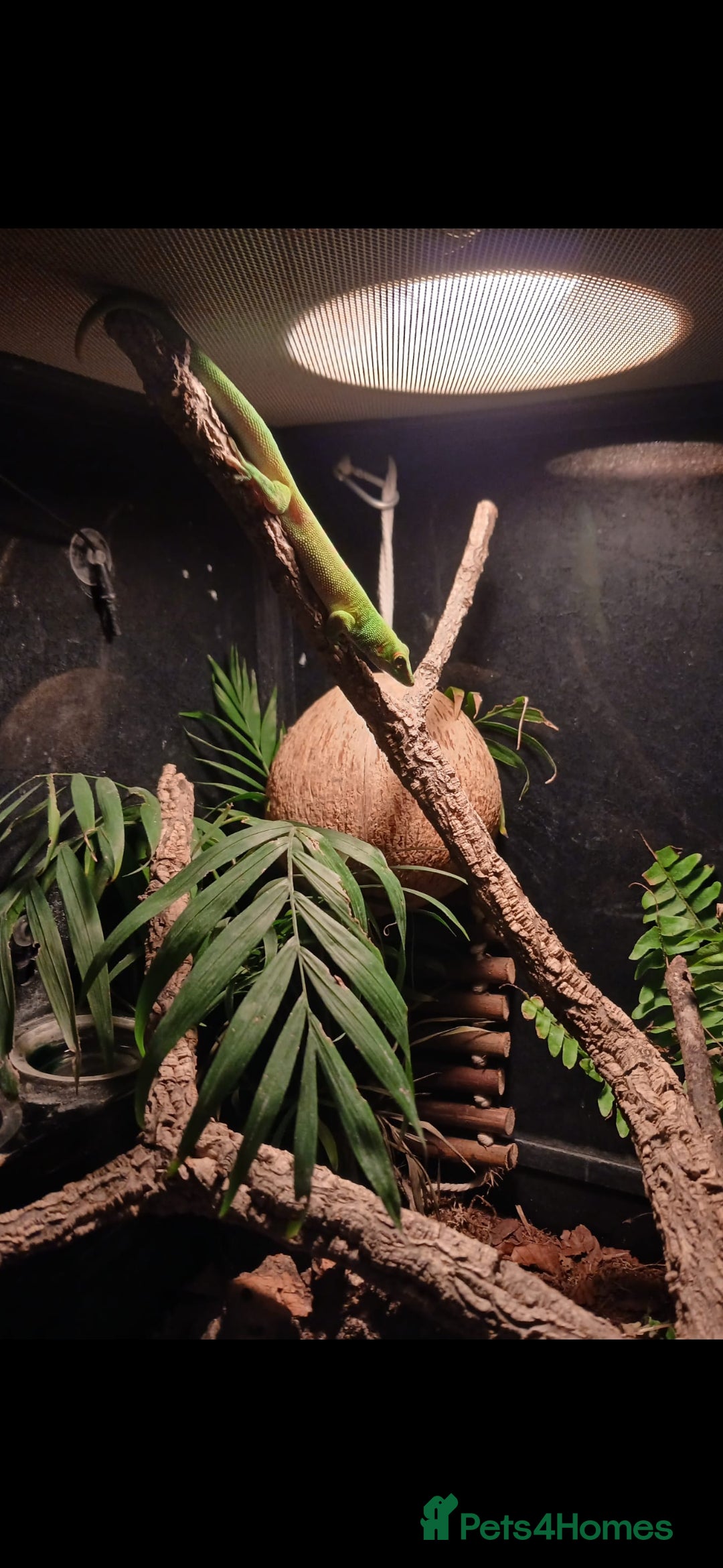 Gecko reptiles for sale: Madagascar giant day gecko.  - Advert 2