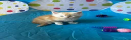 Maine Coon cats for sale: Maine Coon Kittens in Cambridge - Advert 3