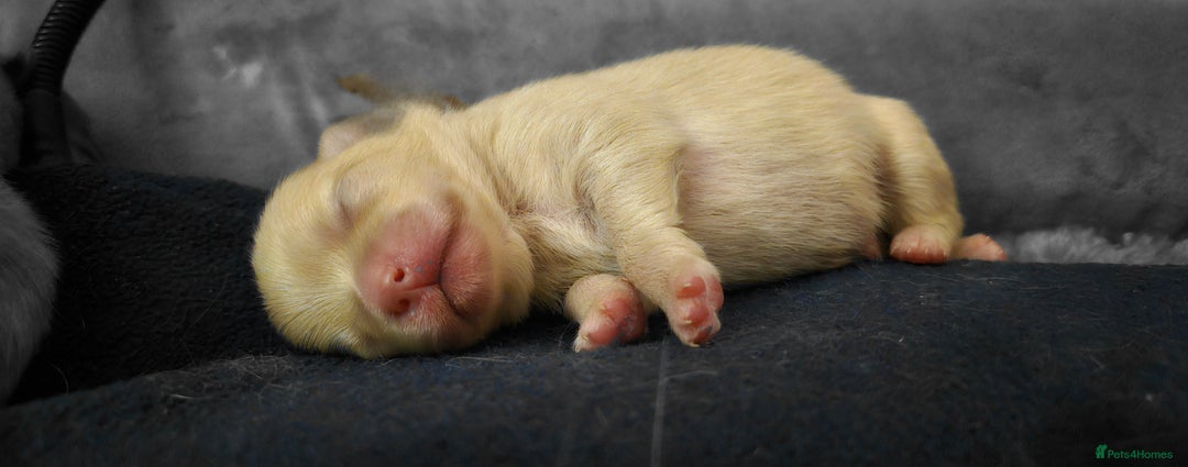 Pomeranian dogs for sale: 4 outstanding quality bear pomeranian puppies - Advert 9