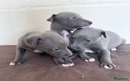 Whippet dogs for sale: 	“KC Reg Blue Boy's  – Absolutely Adorable!” - Image 13