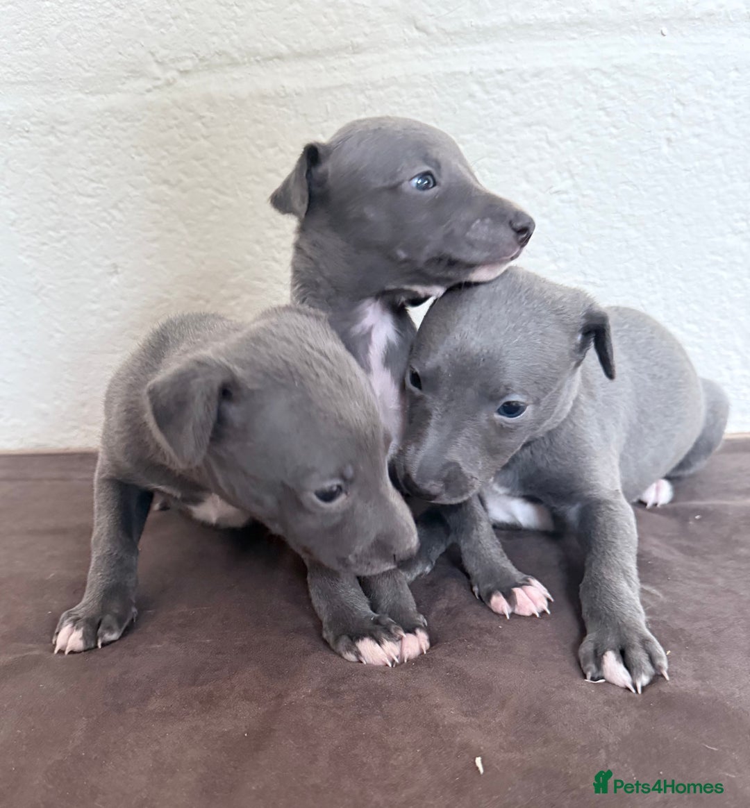 Whippet dogs for sale: 	“KC Reg Blue Boy's  – Absolutely Adorable!” - Image 13