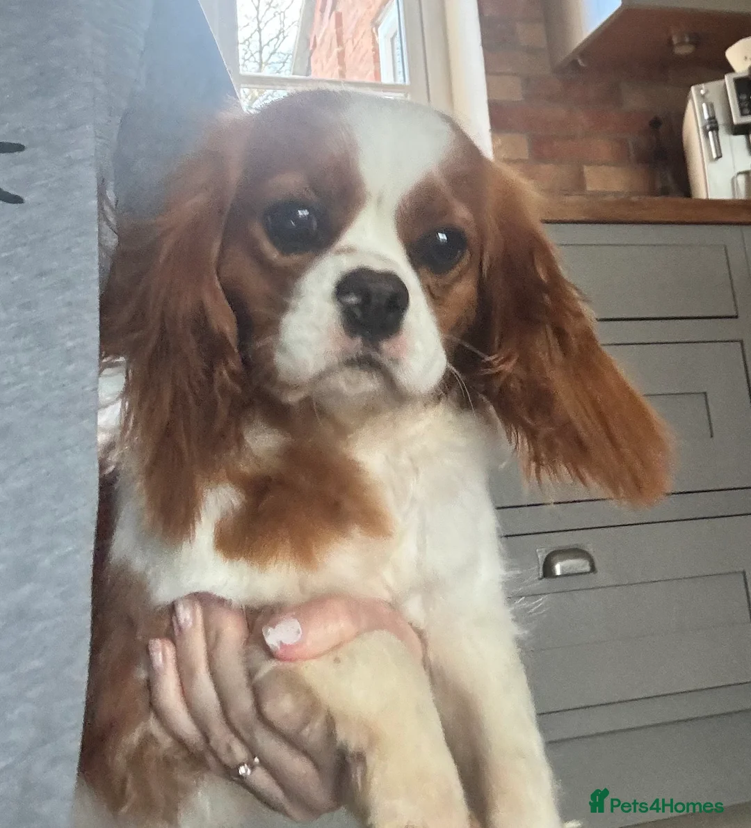 Cavalier King Charles Spaniel dogs for sale: KC registered Cavalier female 14 months old - Advert 2