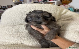 Cockapoo dogs for sale: ONLY 2  LEFT OUTSTANDING TINY MINITURE COCKAPOOS  - Image 7