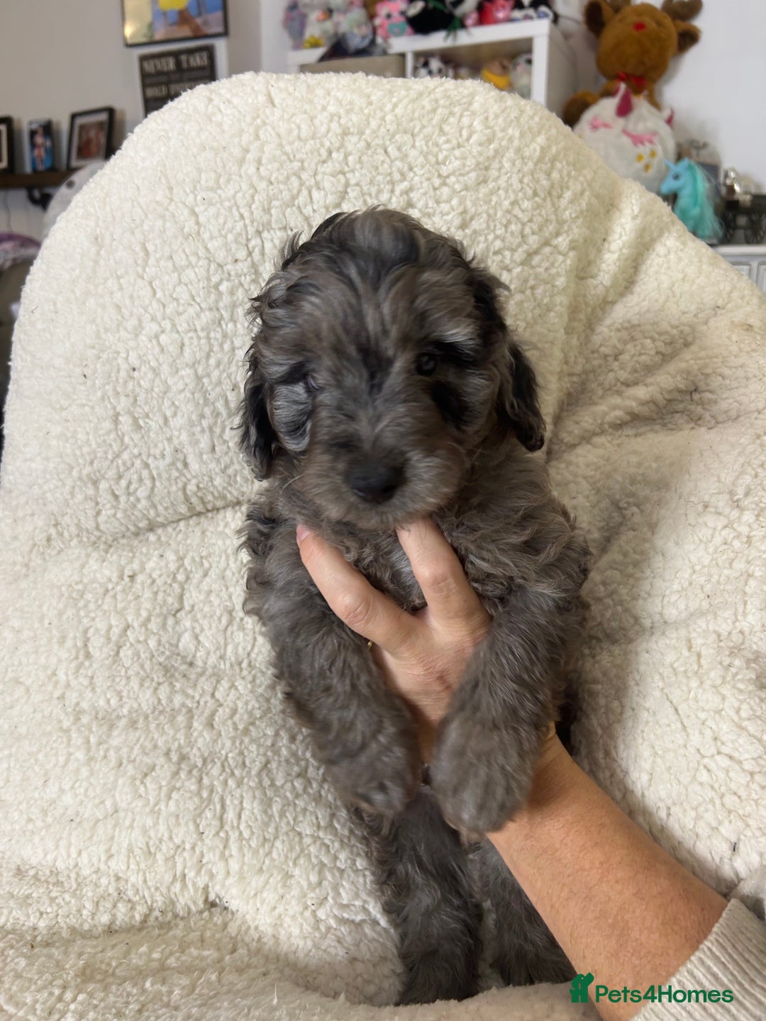 Cockapoo dogs for sale: ONLY 2  LEFT OUTSTANDING TINY MINITURE COCKAPOOS  - Image 7
