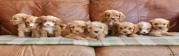 Cavapoo dogs for sale: Stunning Health Tested F1b Cavapoo Puppies - Advert 4