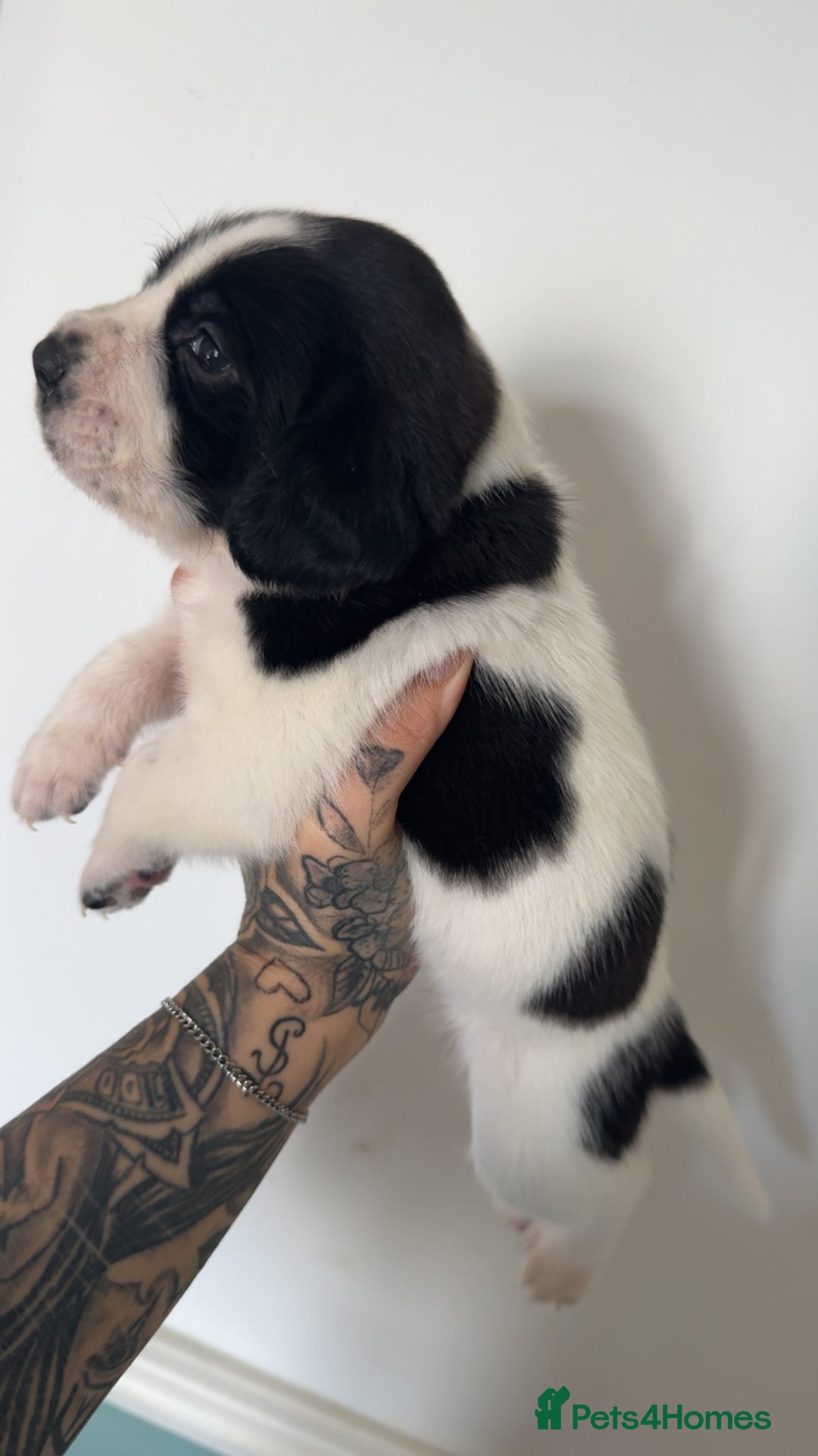 Mixed Breed dogs for sale: Litter of 9 healthy pups  - Image 7