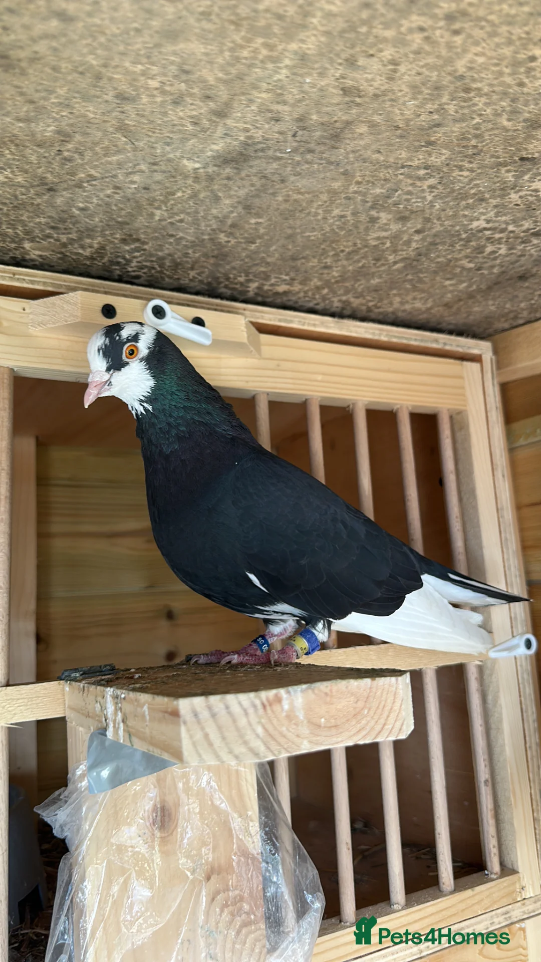 Pigeons birds for sale: Quality pigeons for sale  - Advert 2