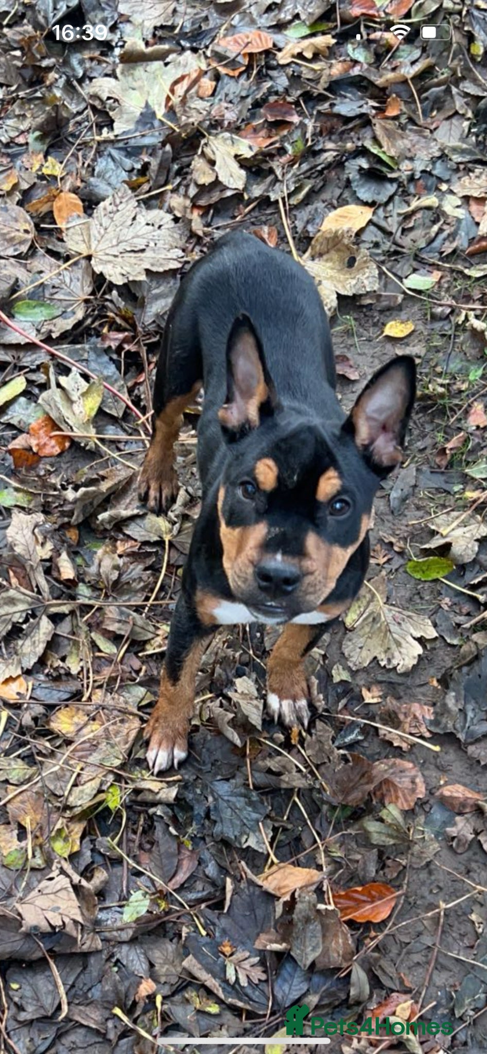 Mixed Breed dogs Poppy- Looking for forever home  - Advert 1