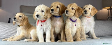 Goldendoodle dogs - Advert 10