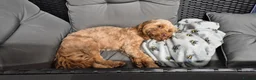 Cockapoo dogs for stud: Stud Cockapoo in Southampton - Advert 2