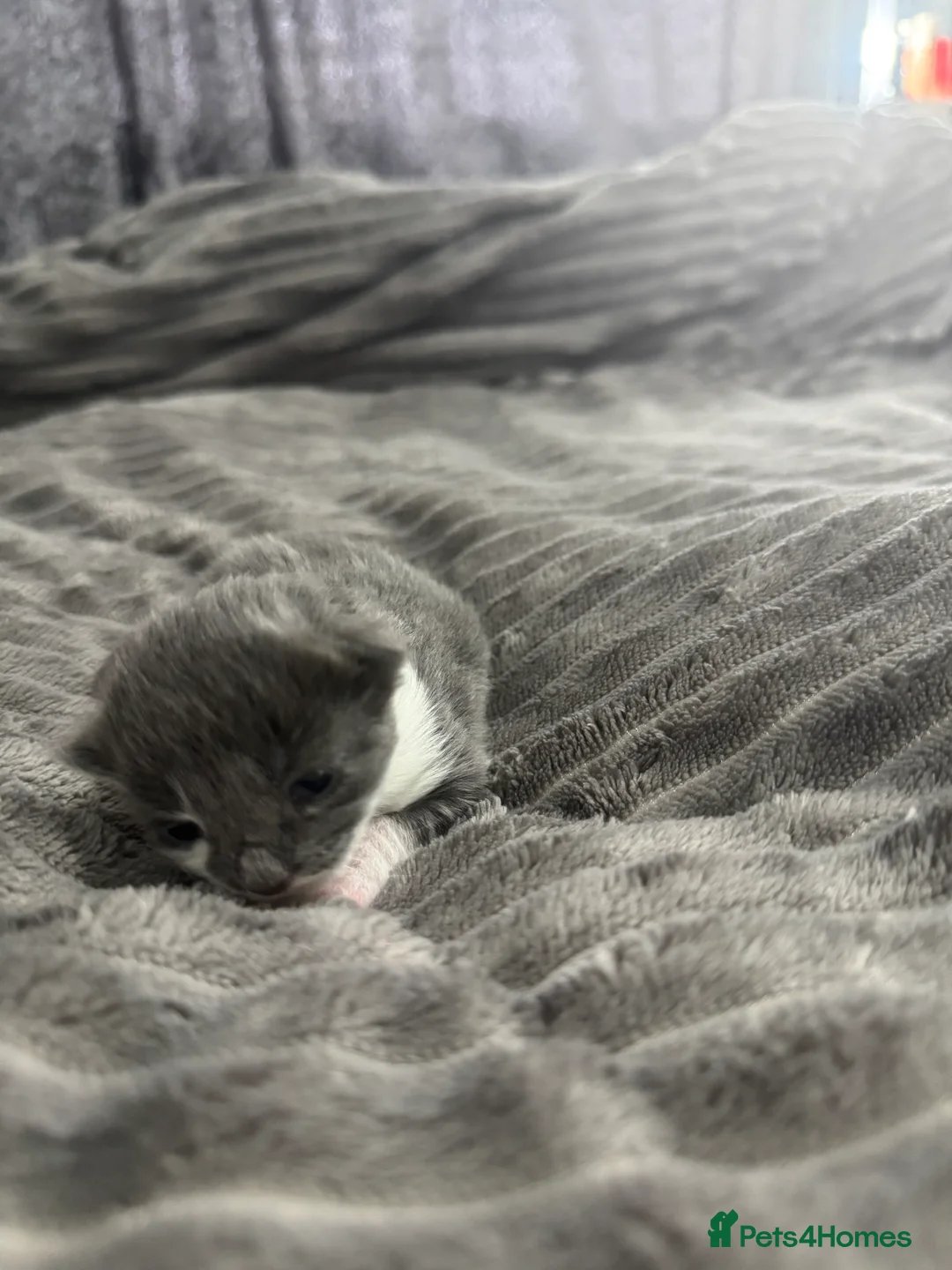 Mixed Breed cats for sale: TWO KITTENS LEFT!!! in Stoke-on-Trent - Advert 9