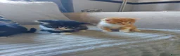 Mixed Breed cats for sale: Beautiful fluffy kittens - Advert 26