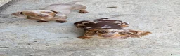 Miniature Dachshund dogs for stud: PROVEN KC Reg Miniature dachshund stud isabellatan - Advert 4