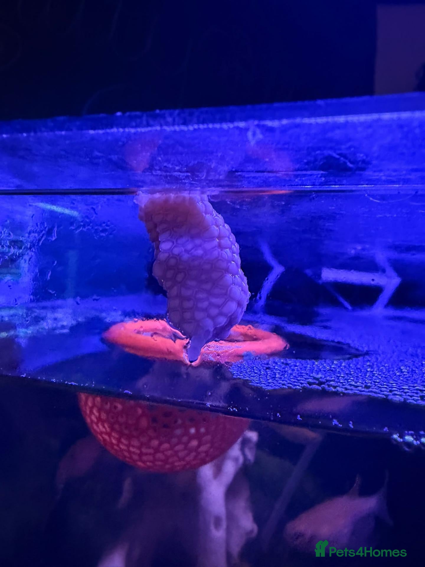 Snails fish Baby Apple Snails – Purple × Golden Parents - Advert 1