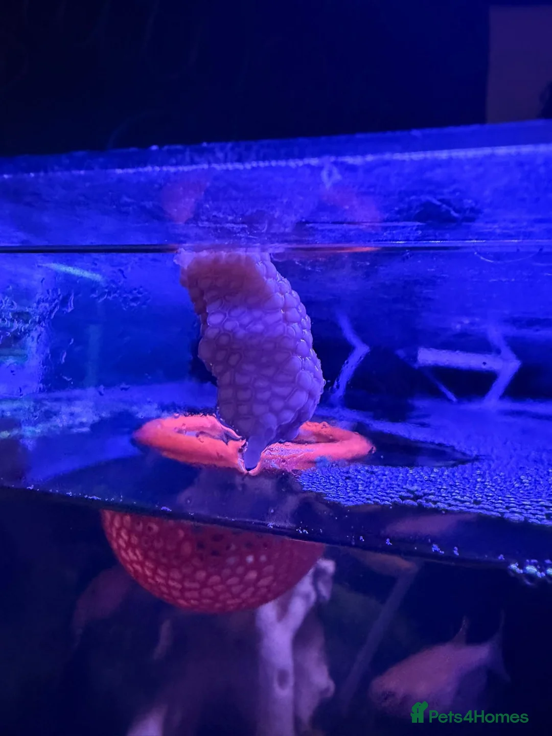 Snails fish for sale: Baby Apple Snails – Purple × Golden Parents in Heckmondwike - Advert 1