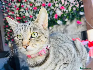 Mixed Breed cats Adorable kittens looking for their forever home - Advert 9