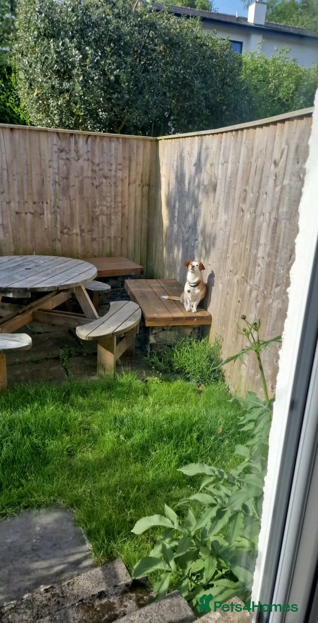 Mixed Breed dogs for adoption: CRETA - FOR ADOPTION  in Southport - Advert 2