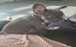 French Bulldog dogs for sale: Beautiful Belle - Image 4