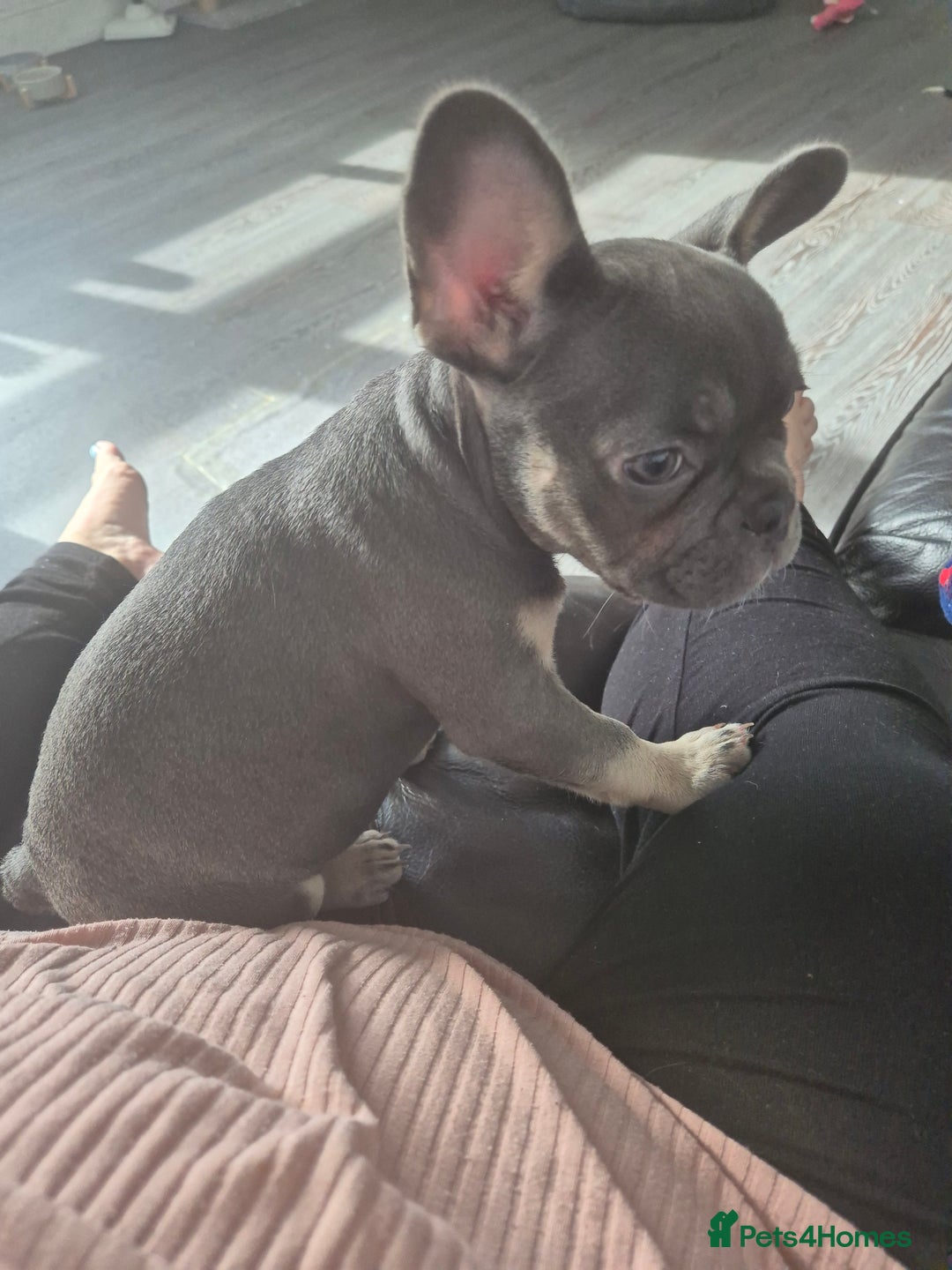French Bulldog dogs for sale: Beautiful Belle - Image 4