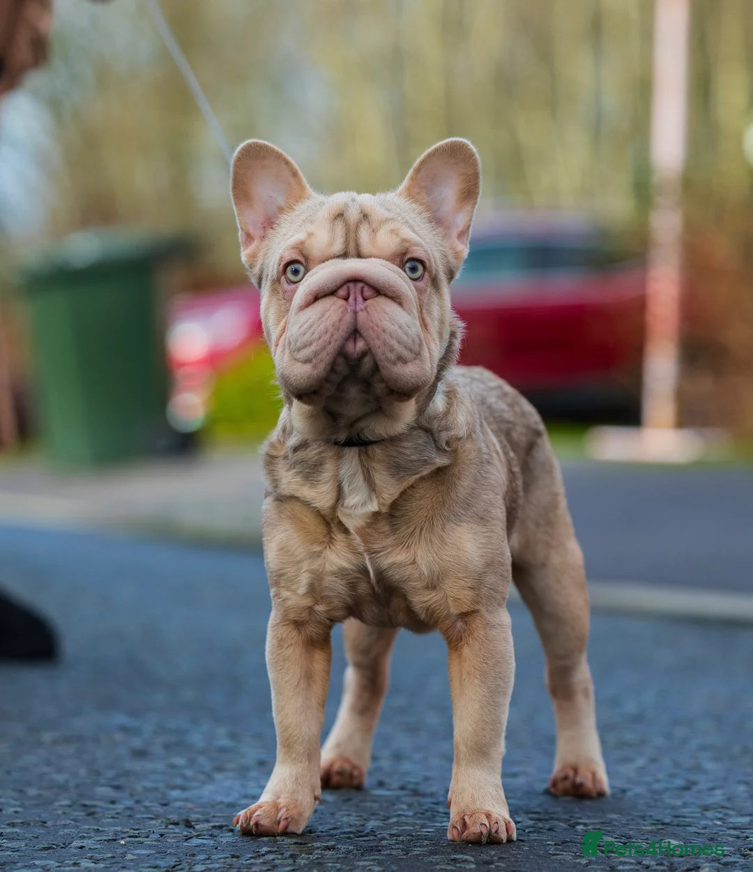 French Bulldog dogs for stud:  Isabella ** Boy carrying fluffy  in Manchester - Advert 3