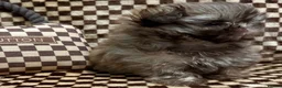 Shih Tzu dogs for stud: KC CHOCOLATE IMPERIAL SHIH TZU STUD (Proven)  - Advert 2