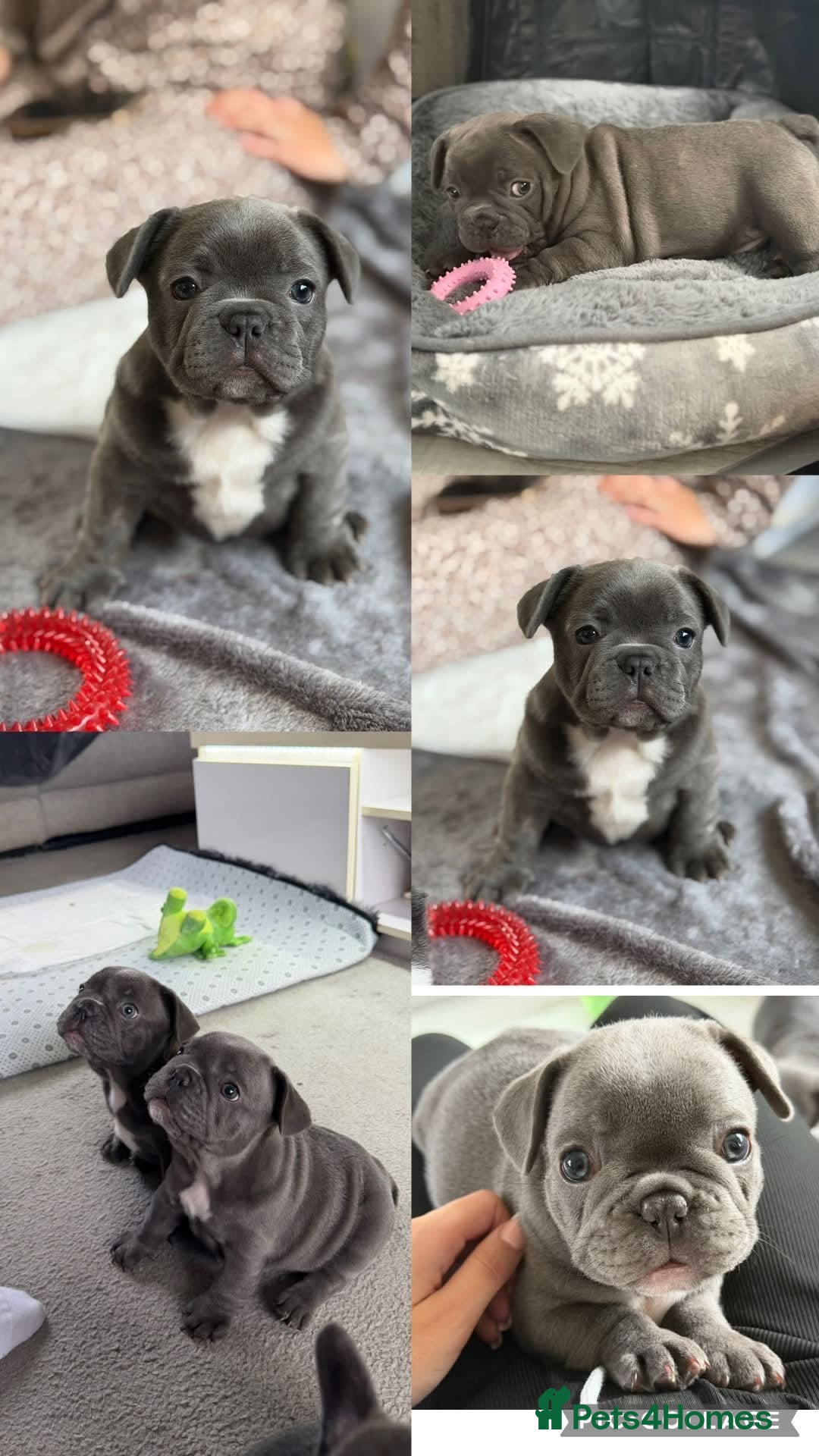 French Bulldog dogs Beautiful French Bulldog Puppies - Advert 3