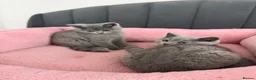 British Shorthair cats for sale: British shorthair kittens - Advert 5